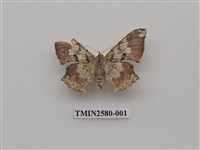 藏品(尺蛾89.1)的圖片
